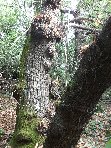 stagno di Serruggeri-Castanea sativa 201011121 042
